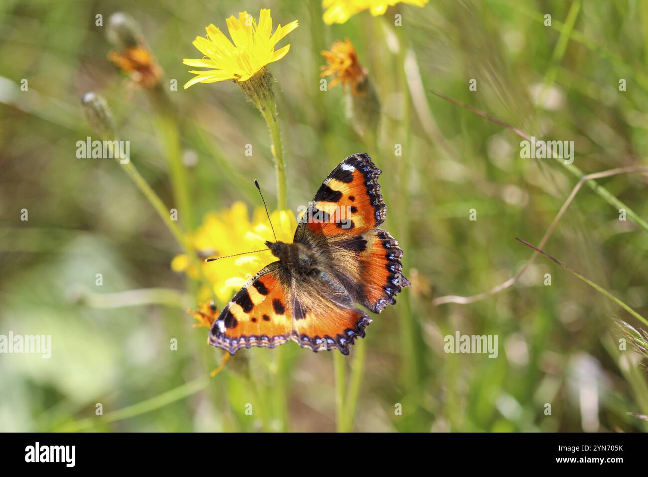 Heliconius melpomene papillon sur une feuille verte dans la nature Banque D'Images