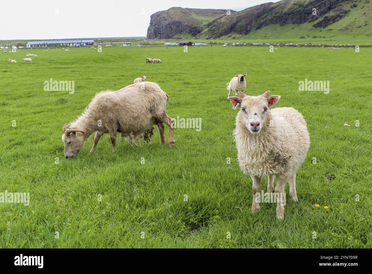 Jeunes moutons nosy posant pour la caméra, Islande, Europe Banque D'Images