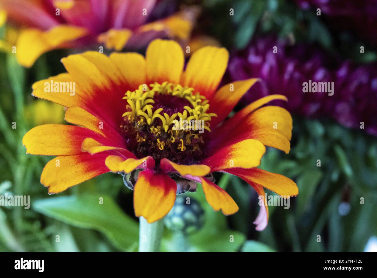 Vue rapprochée d'un bel aster coloré dans un bouquet de fleurs Banque D'Images