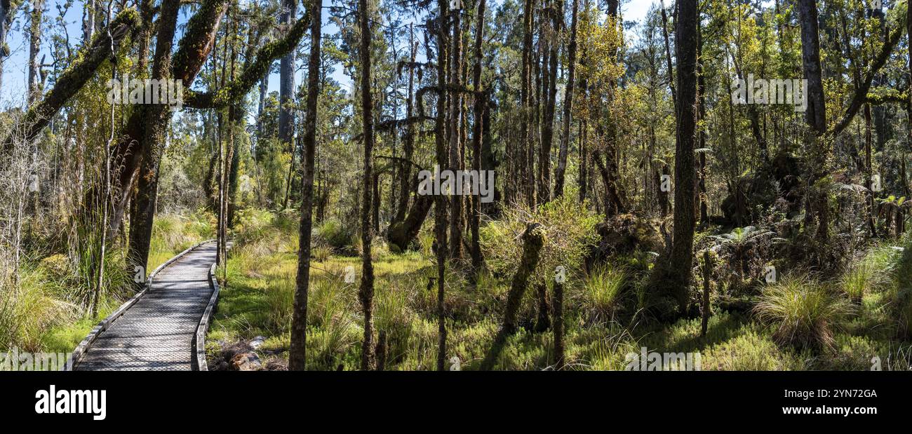 Promenez-vous dans une forêt tropicale idyllique sur l'île du Sud de la Nouvelle-Zélande Banque D'Images