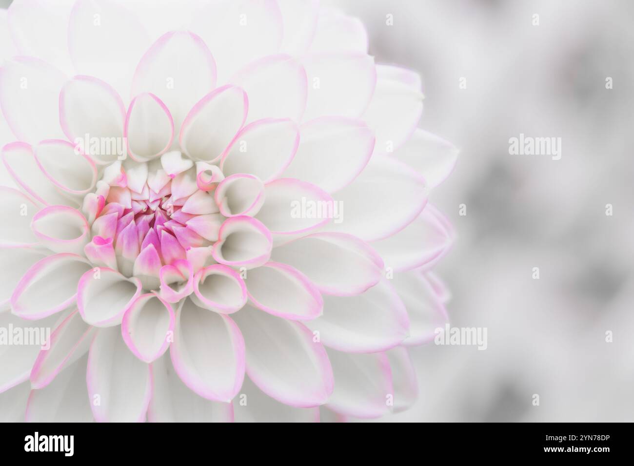 Une image en gros plan plein cadre de la tête fleurie et des pétales serrés d'une fleur de dahlia rose et blanc avec espace de copie Banque D'Images