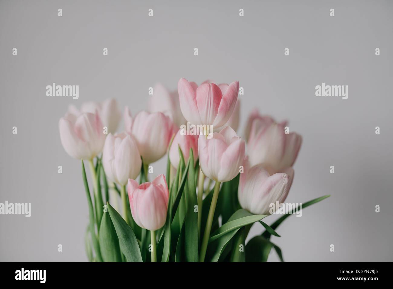 Un beau bouquet de tulipes roses crée un affichage doux et élégant Banque D'Images