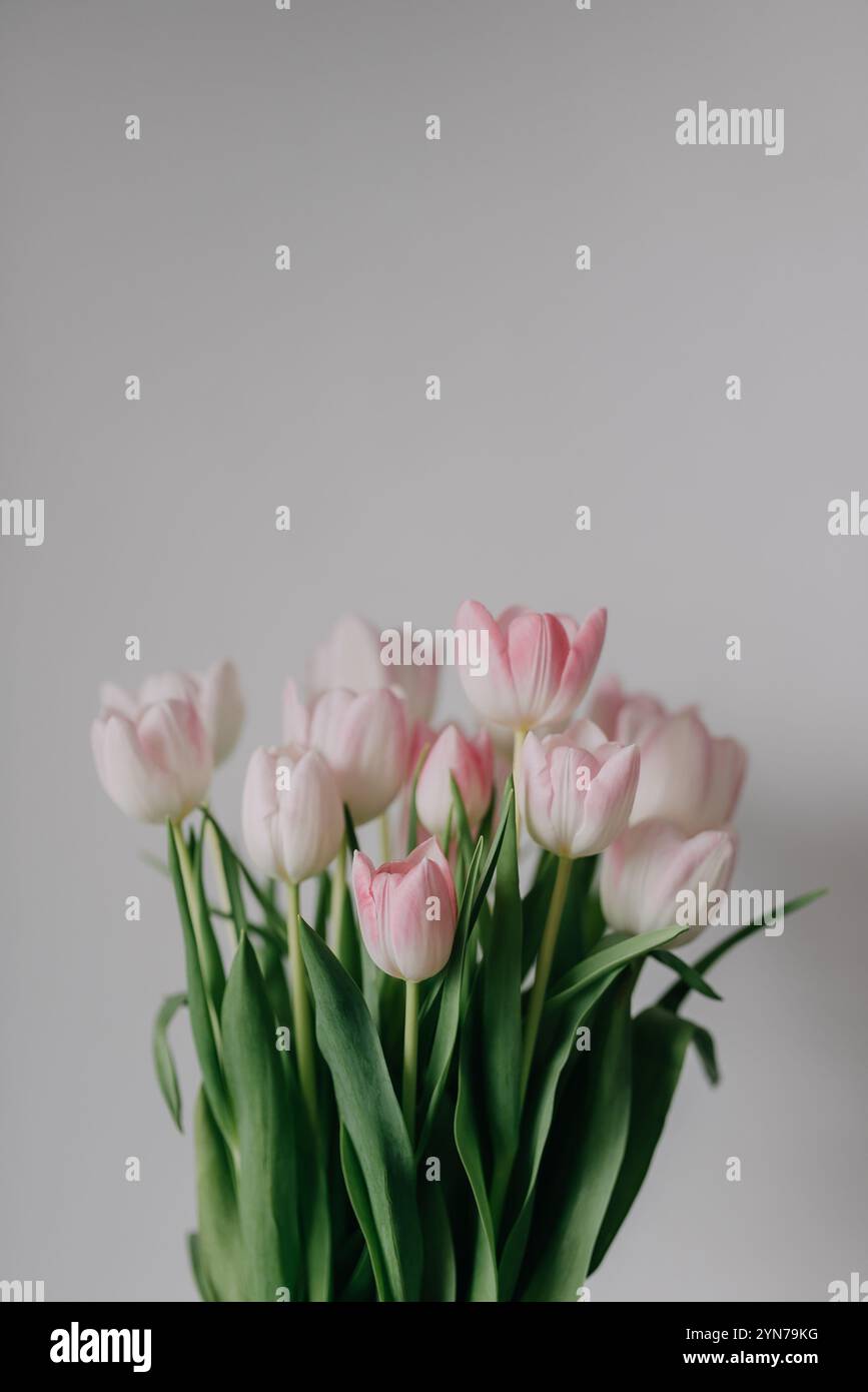 Un beau bouquet de tulipes roses crée un affichage doux et élégant Banque D'Images
