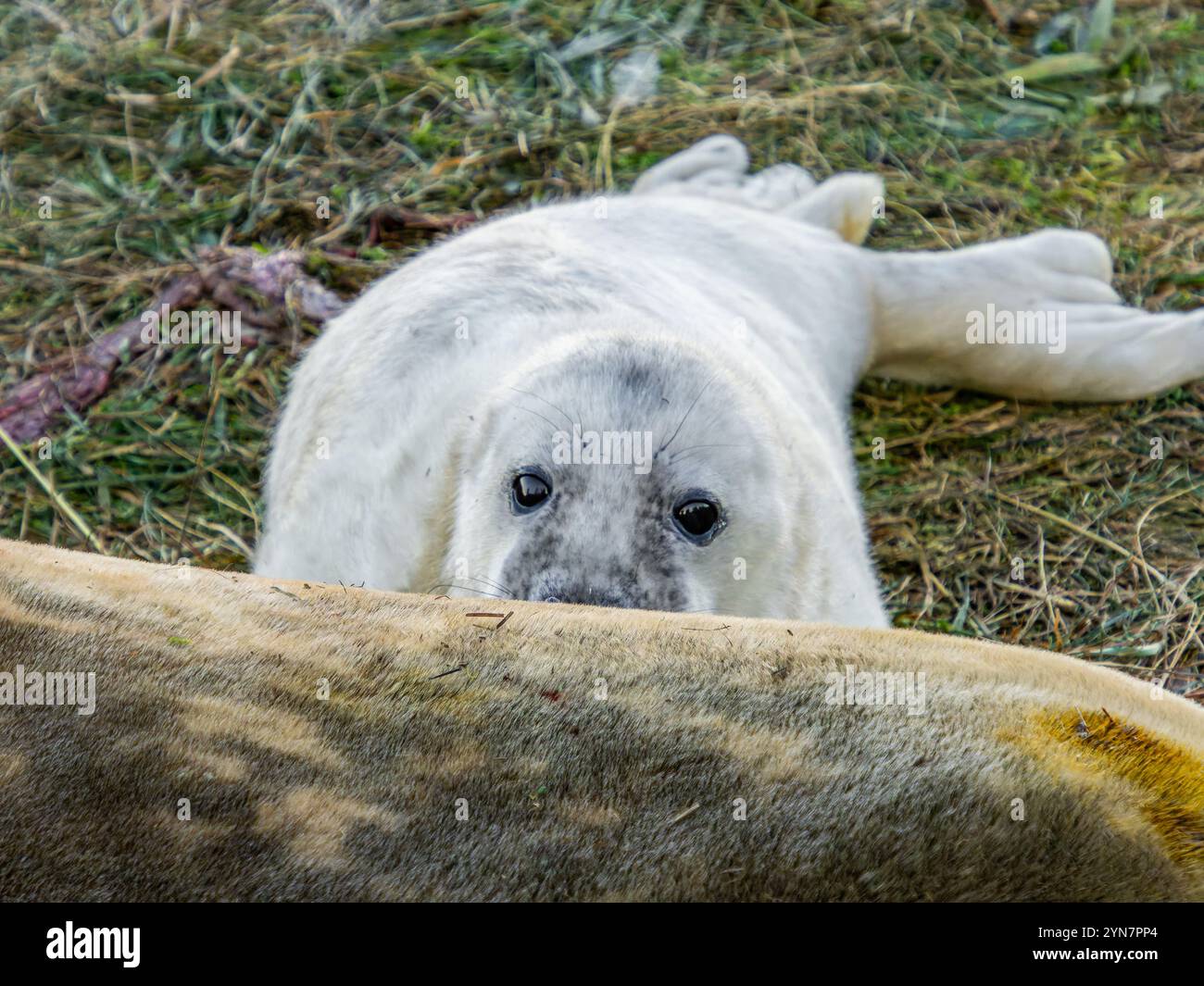 Chiot phoque gris nouveau-né, chiots avec mère, allaitant et se nourrissant sur la côte anglaise. Donna Nook élevage sur la plage. Vache adulte avec son chiot. Blanc c Banque D'Images