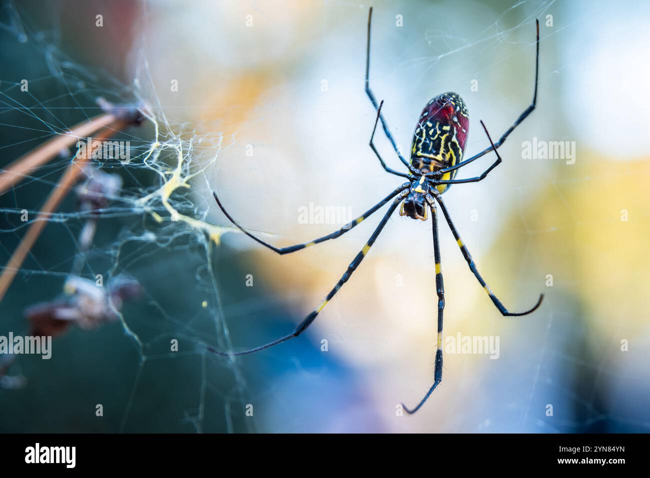 Femelle araignée Joro (Trichonephila clavata) sur sa toile à Snellville, Géorgie. (ÉTATS-UNIS) Banque D'Images