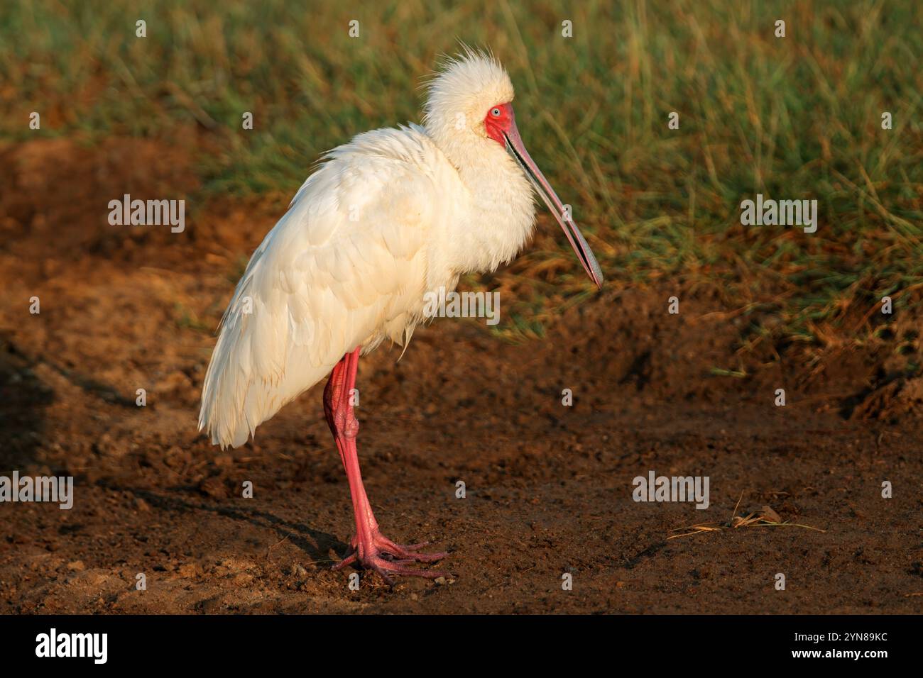 Un bec de cuillère africain (Platalea alba) dans un habitat naturel, Parc National d'Amboseli, Kenya Banque D'Images