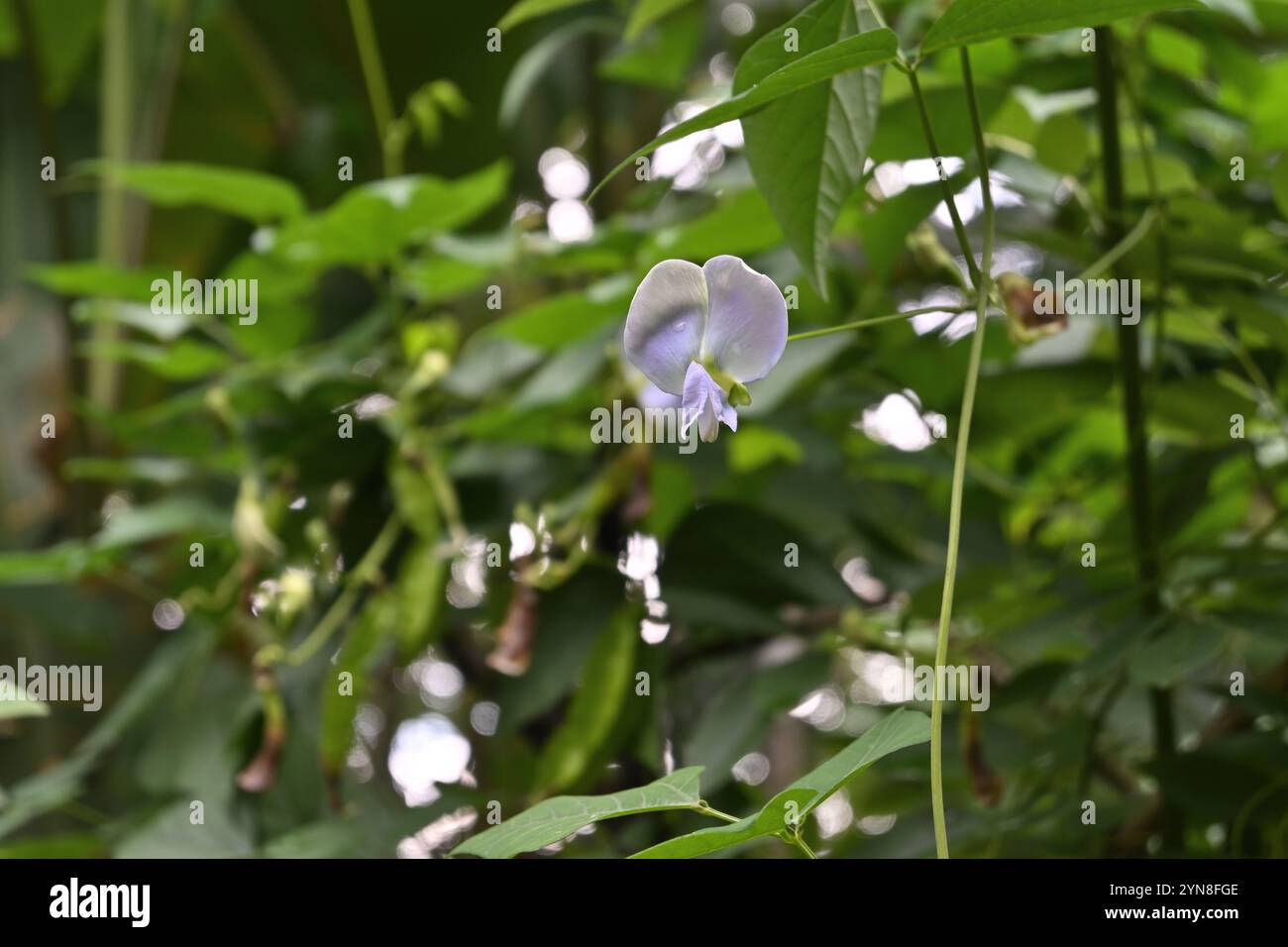 Vue d'une fleur de haricot ailée qui fleurit sur la vigne dans une couleur lavande Banque D'Images