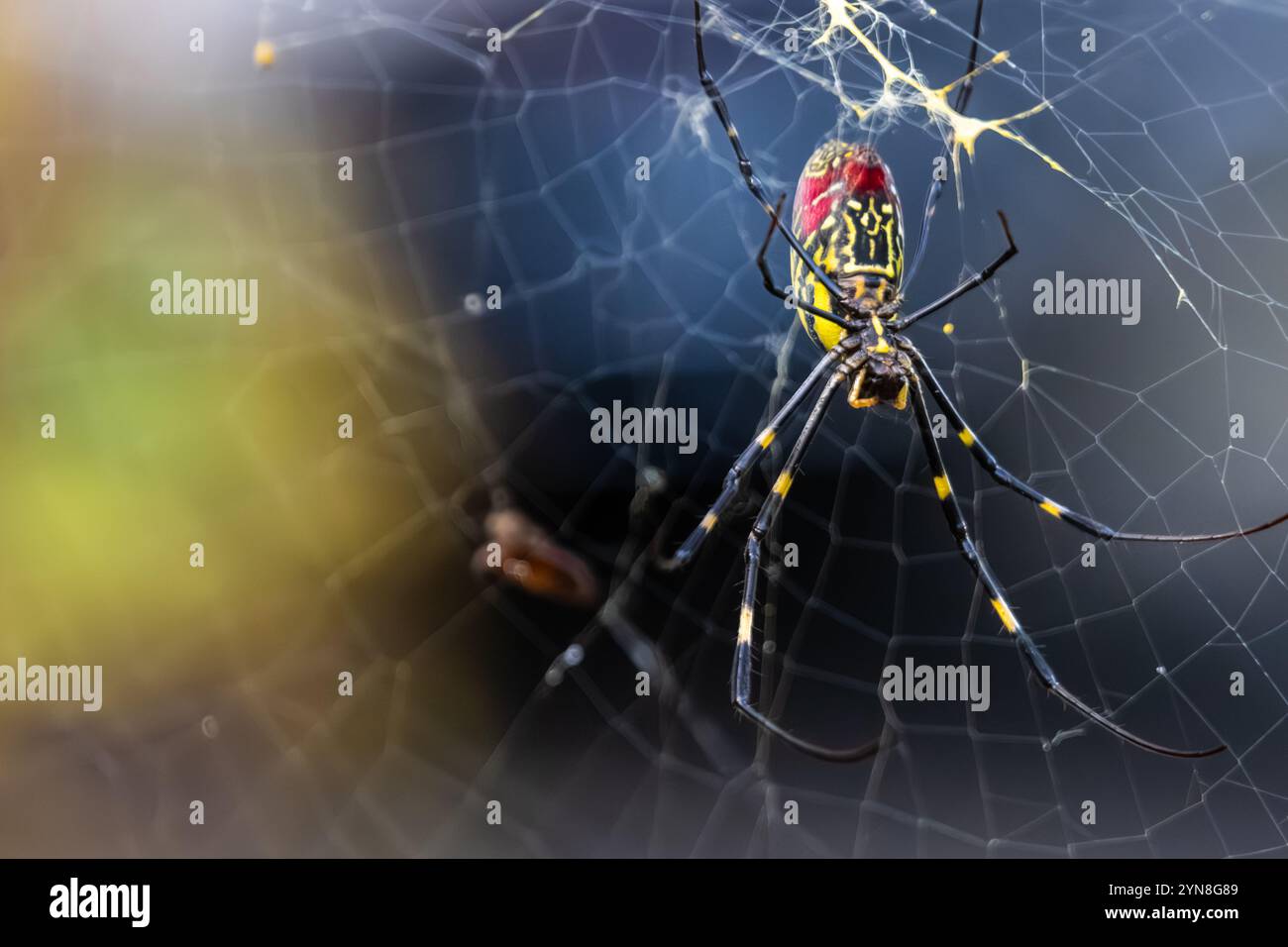 Araignée Joro femelle colorée (Trichonephila clavata) sur sa toile à Snellville, Géorgie. (ÉTATS-UNIS) Banque D'Images