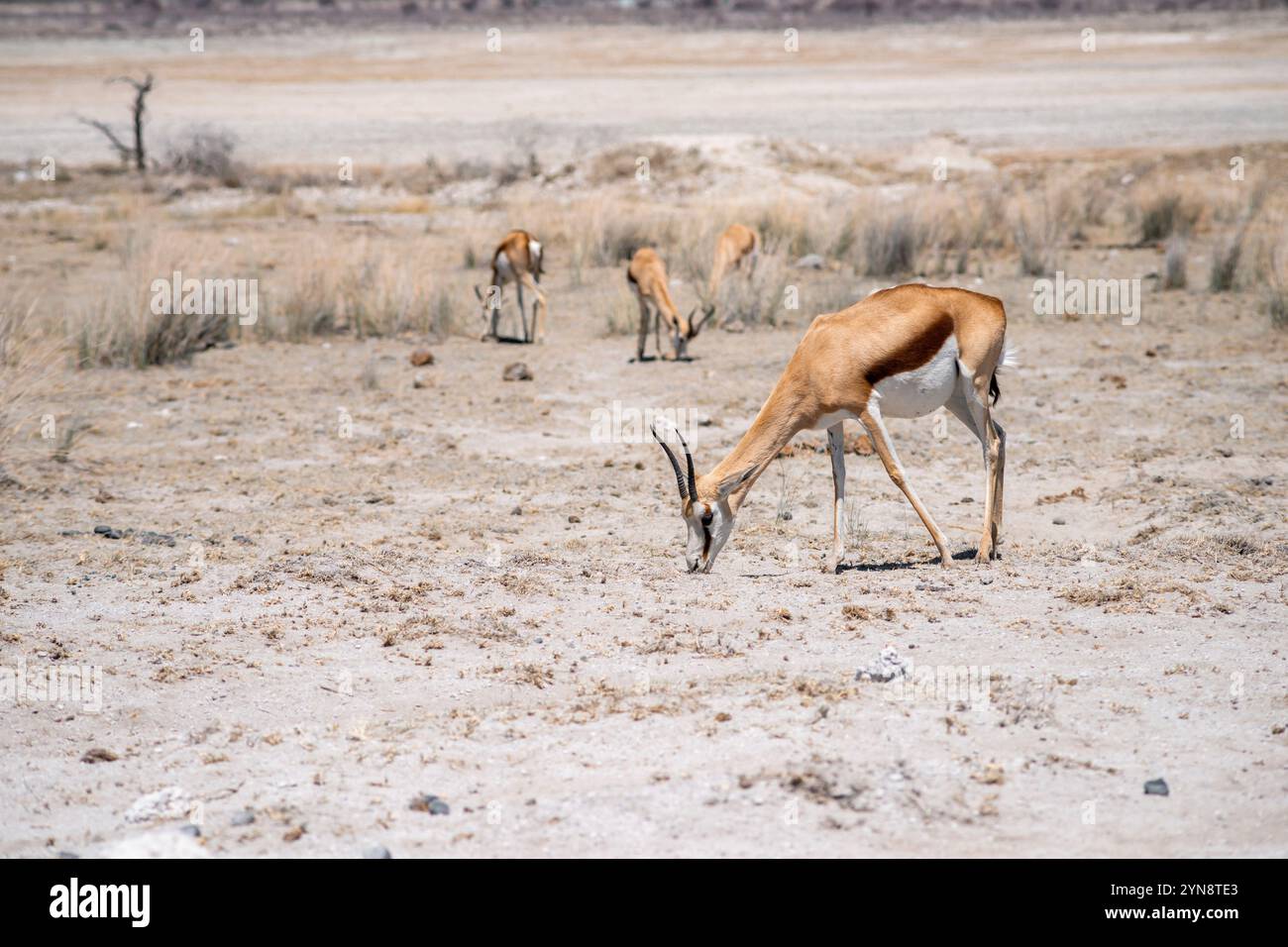 Troupeau d'antilopes springbok dans le désert africain par saison sèche Banque D'Images