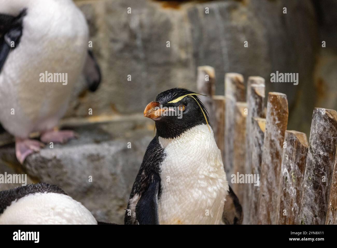 Pingouins Rockhopper en captivité Banque D'Images