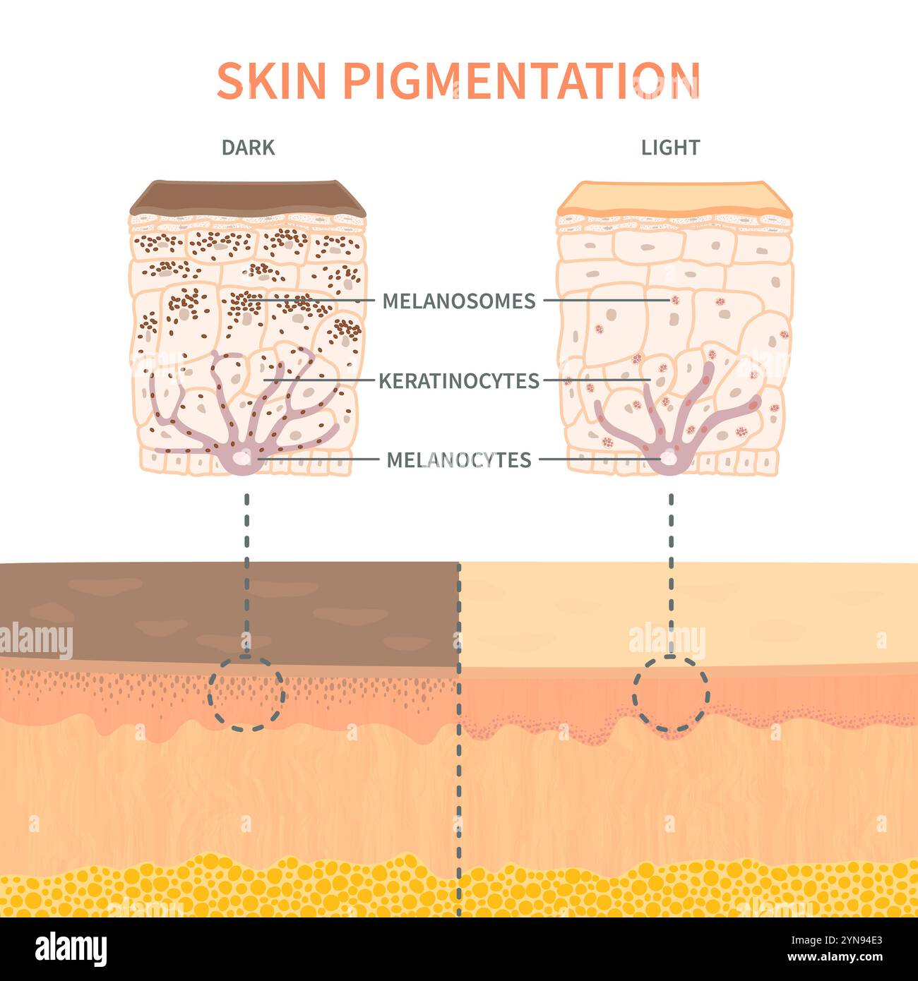 Schéma du mécanisme de pigmentation du teint Illustration de Vecteur