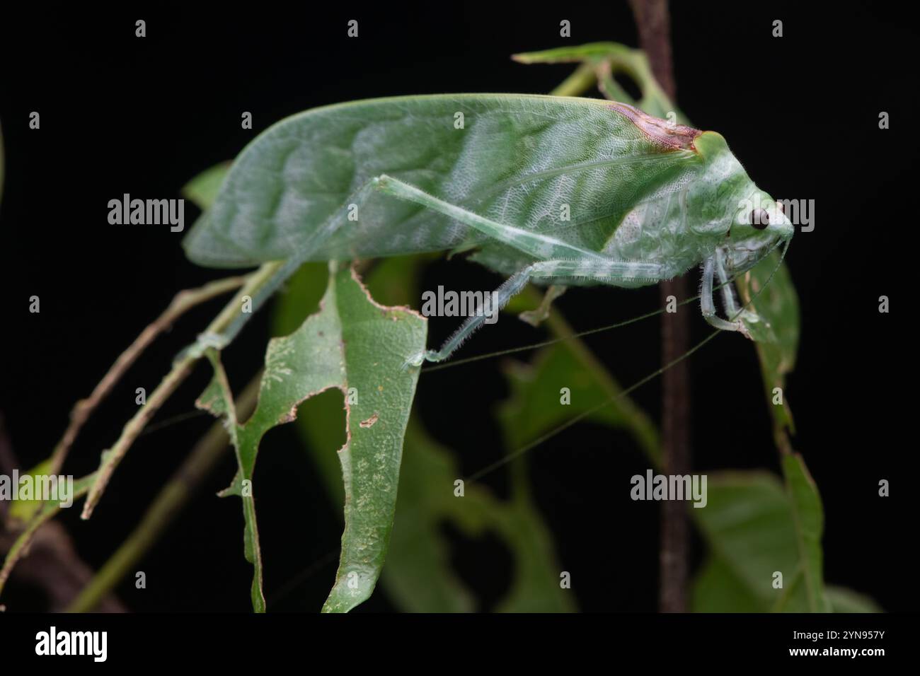 Un katydid bien camouflé sur une feuille dans la forêt tropicale malaisienne. Banque D'Images