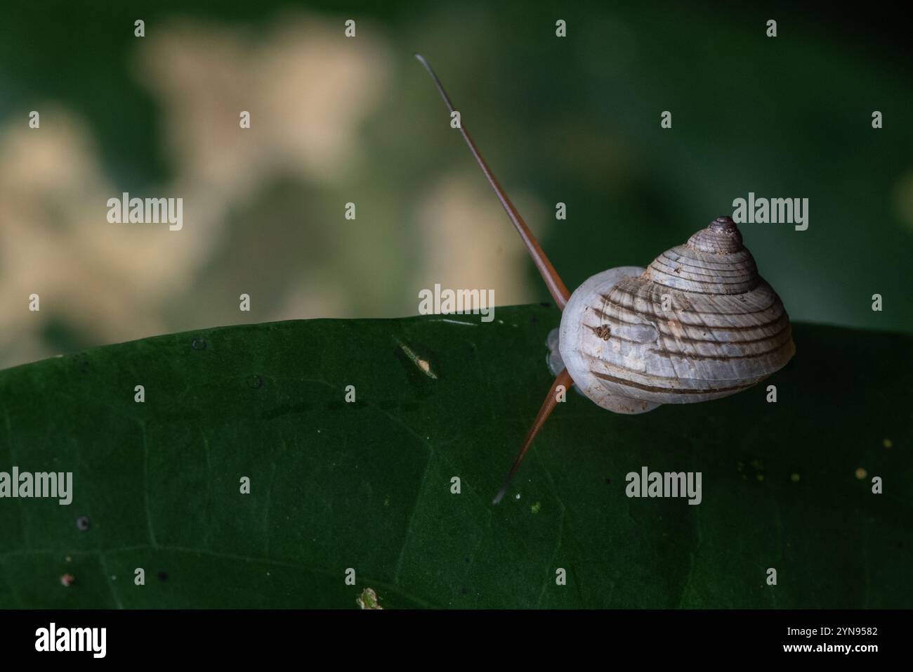 Un petit escargot terrestre, Leptopoma sericatum, du parc national Gunung Mulu à Sarawak, Malaisie, Bornéo. Banque D'Images