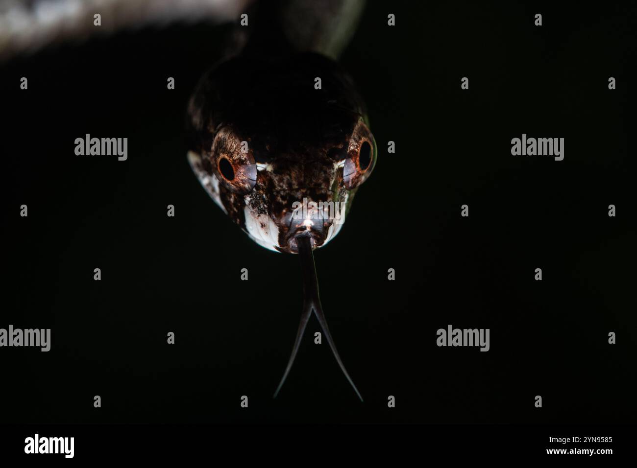 Le serpent de Blunthead (Aplopeltura boa) est un reptile arboricole inoffensif originaire de Malaisie, d'Indonésie, de Brunei et de Thaïlande. Banque D'Images