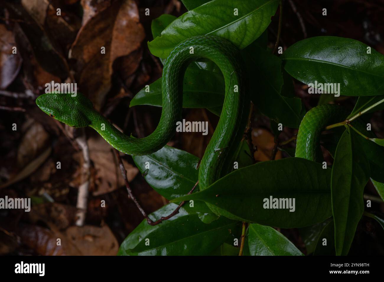 Trimeresurus sabahi, la vipère de Sabah un serpent venimeux bien camouflé de Malaisie. Banque D'Images