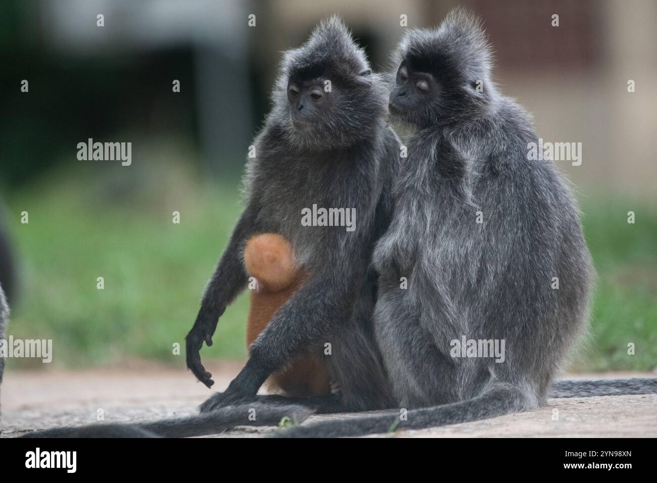 Lutung argenté (Trachypithecus cristatus) ou singe à feuilles d'argent paire avec un nourrisson dans le parc national de Bako, Sarawak, Malaisie, Bornéo. Banque D'Images