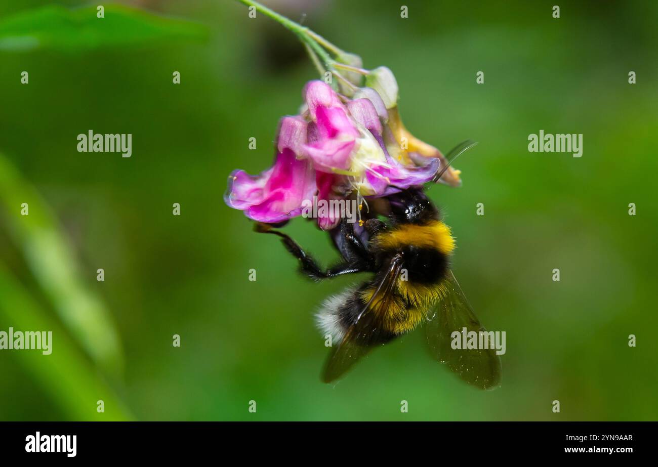 Bourdon assis sur une fleur de chardon, gros plan. Vue de face. Espèce Bombus. Banque D'Images