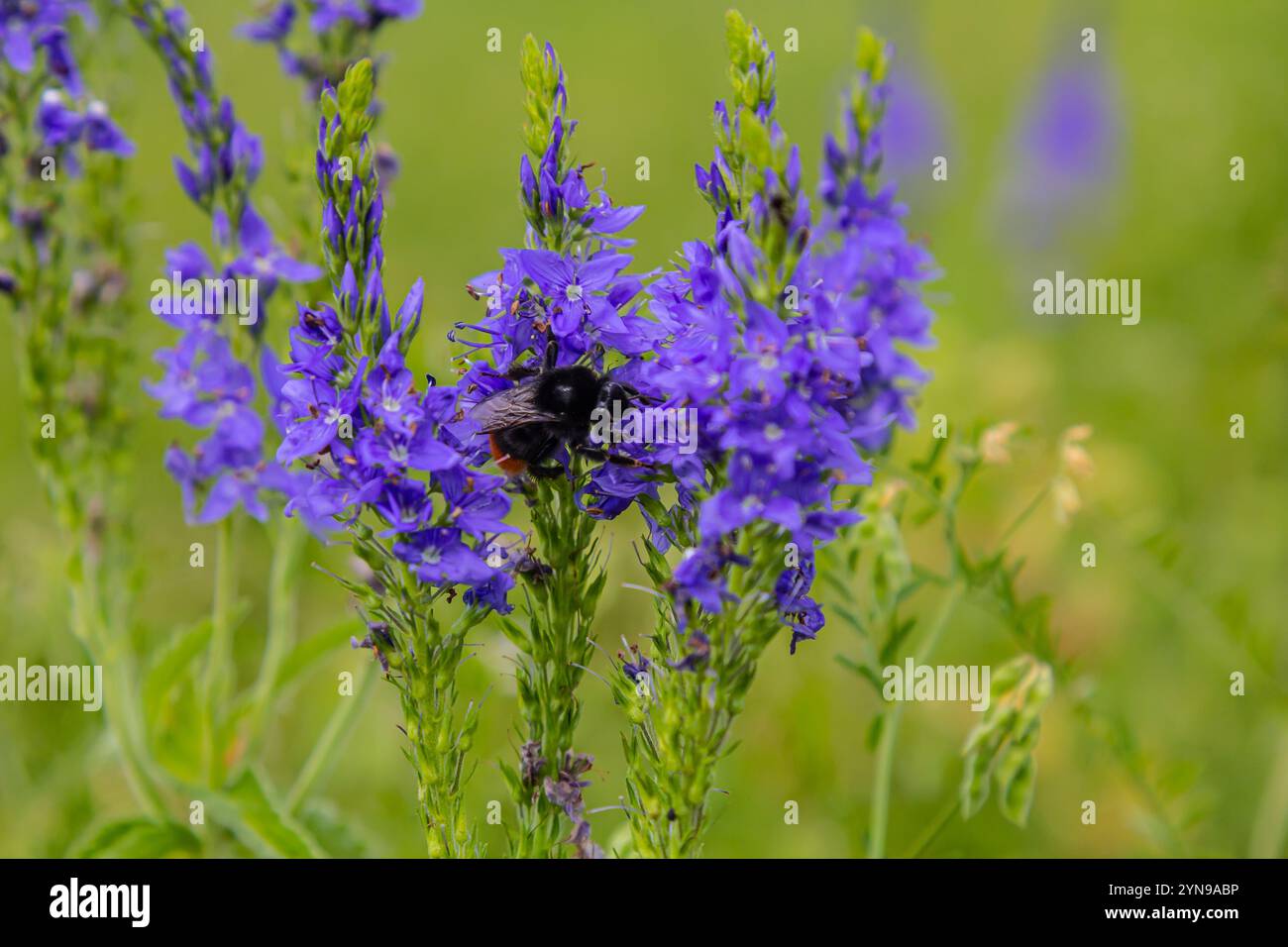 Bourdon assis sur une fleur de chardon, gros plan. Vue de face. Espèce Bombus. Banque D'Images