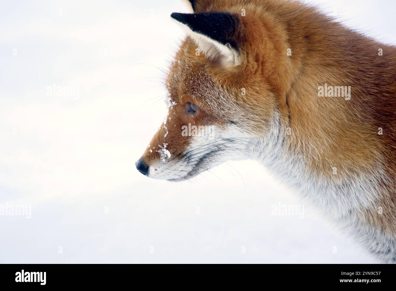 Europen Red Fox (Vulpes vulpes) dans un verger, hiver. Kent, Royaume-Uni, décembre Banque D'Images