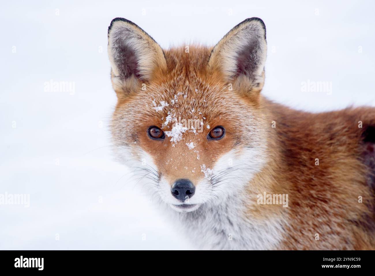 Europen Red Fox (Vulpes vulpes) dans un verger, hiver. Kent, Royaume-Uni, décembre Banque D'Images