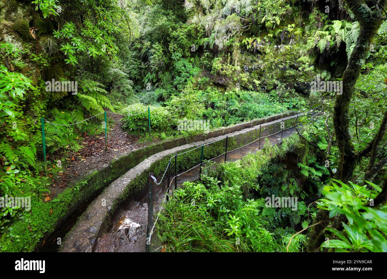 Jungle avec canal d'eau à Green Madeira Island, pont d'eau levada, Portugal Banque D'Images
