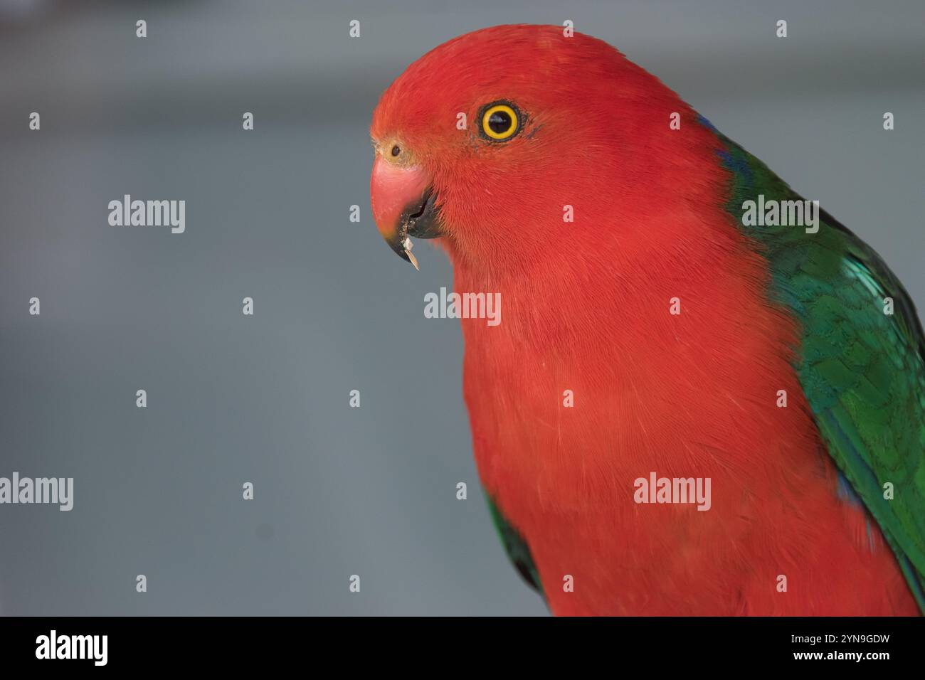 Profil tête et épaules d'un mâle sauvage australien King Parrot, alisterus scapularis. Plumes rouges et vertes vives, yeux jaunes, bec orange. Doux. Banque D'Images