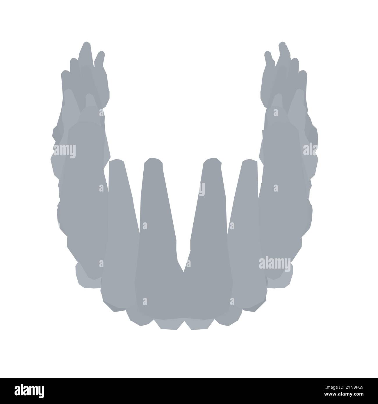 Types de silhouette dentaire. Diverses dents humaines avec racines, molaires, prémolaires, canines. Illustration vectorielle. Illustration de Vecteur