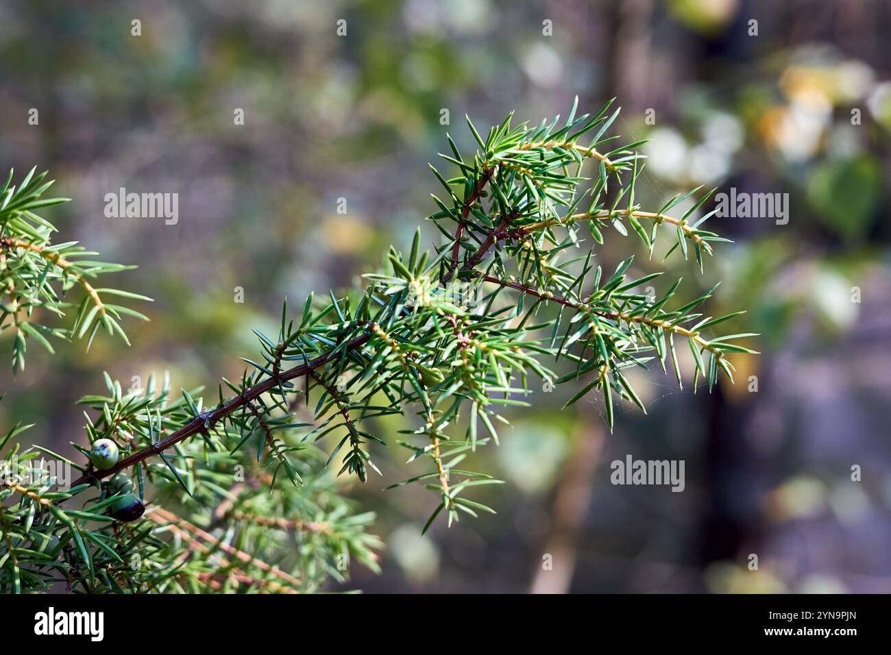 Juniperus communis, petit arbre ou arbuste commun de genévrier chez les cyprès de la famille des Cupressaceae. Conifère à feuilles persistantes avec la plus grande aire de répartition géographique et circumpol Banque D'Images