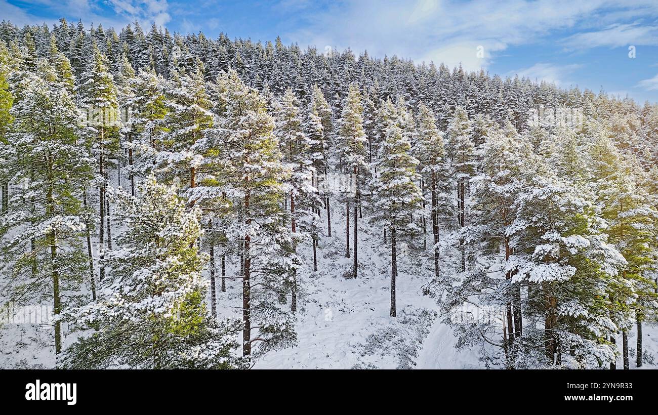 Pin sylvestre Pinus sylvestris bleu ciel d'hiver au-dessus d'une plantation d'arbres couverts de neige Banque D'Images