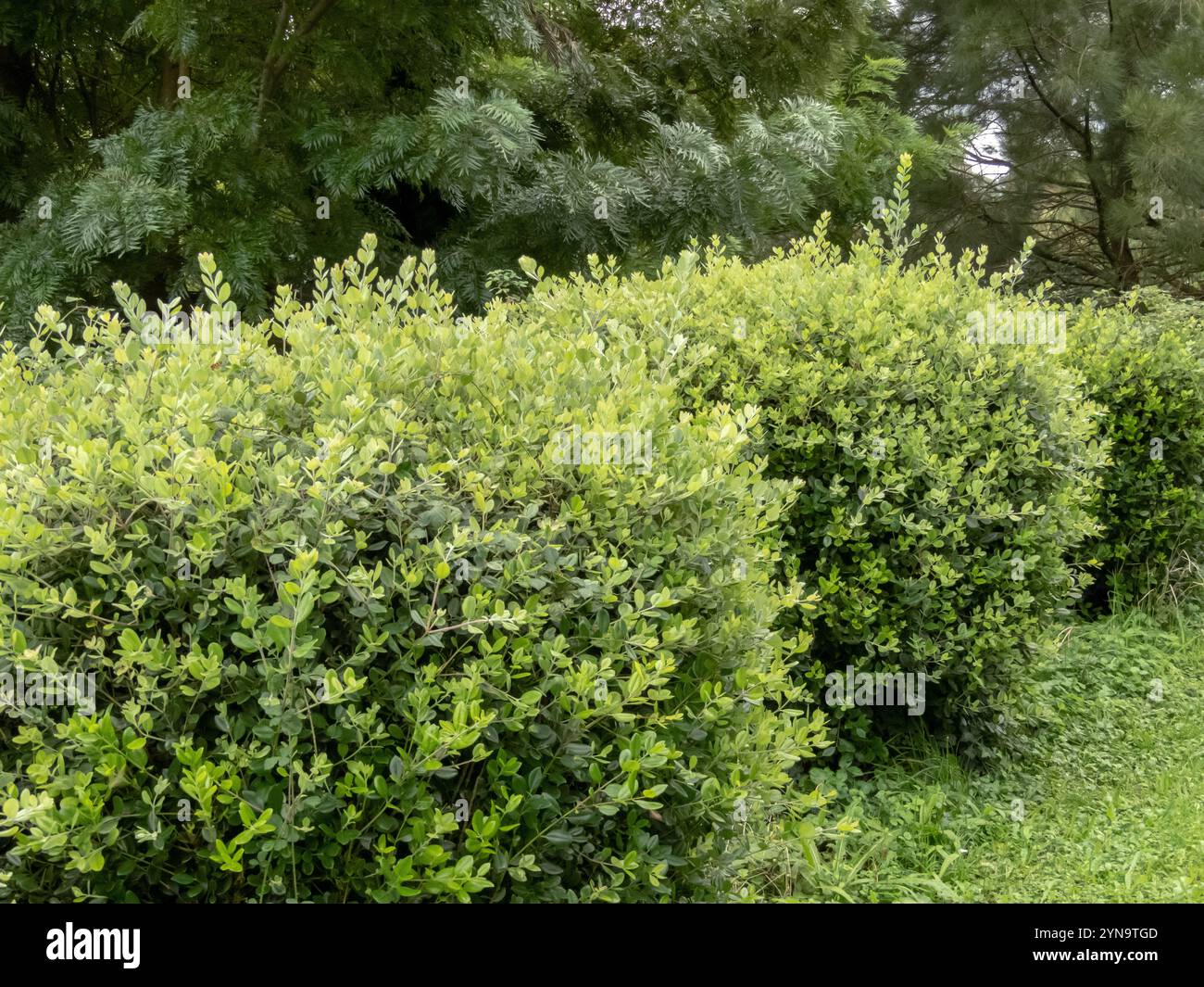 Metrosideros excelsa ou des arbustes taillés d'arbre de fer haie dans le jardin. Cultivar compact d'arbre de Noël de Nouvelle-Zélande. Le globe vert Pohutukawa forme des plantes. Banque D'Images