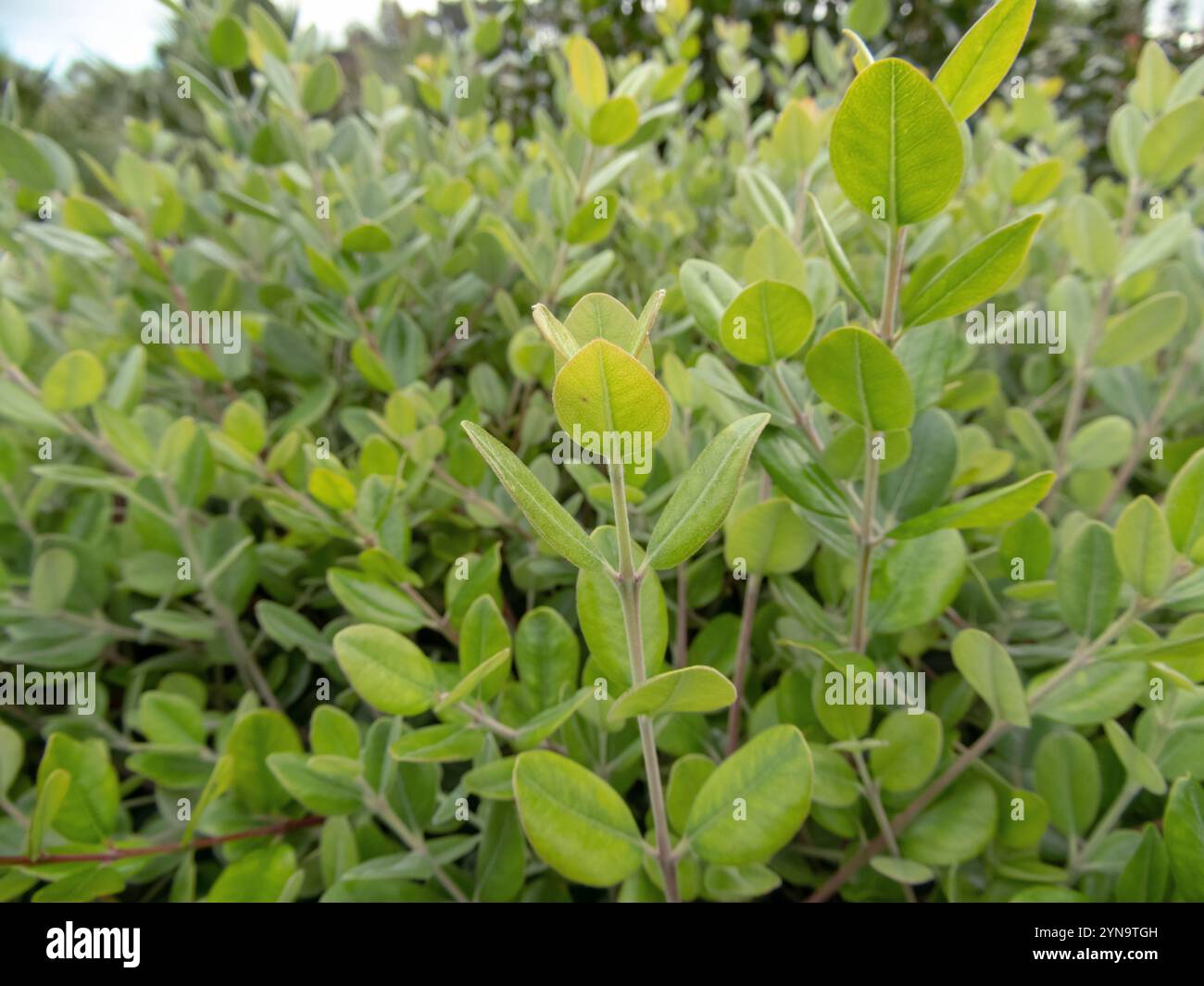 Metrosideros excelsa ou branches d'arbre de fer et feuilles en gros plan. Arbre de Noël de Nouvelle-Zélande ou plante ornementale verte pohutukawa. Banque D'Images