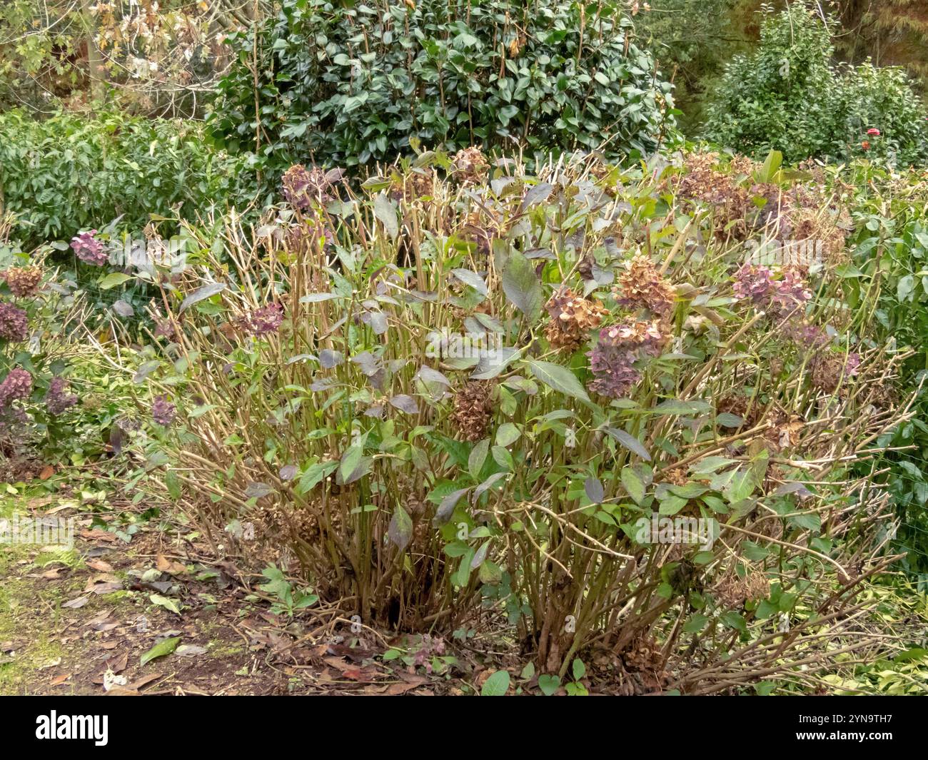 Taille automnale d'hortensia. Hydrangea macrophylla arbuste taillé en automne. Hortensia soin des plantes en automne. Banque D'Images