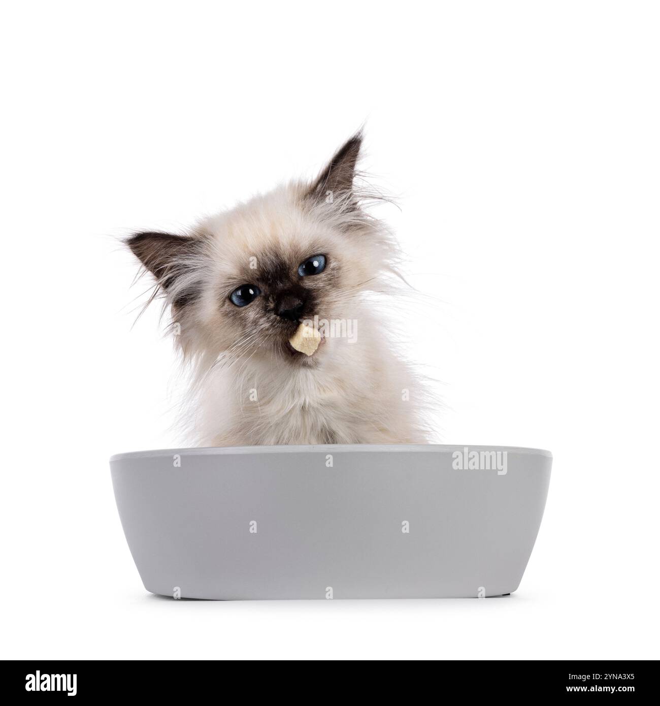 Adorable chaton chat tortie Sacred Birman, assis derrière un bol de nourriture gris. Regardant vers la caméra avec les yeux bleus avec de grosses croquettes en bouche. Isolé sur un Banque D'Images