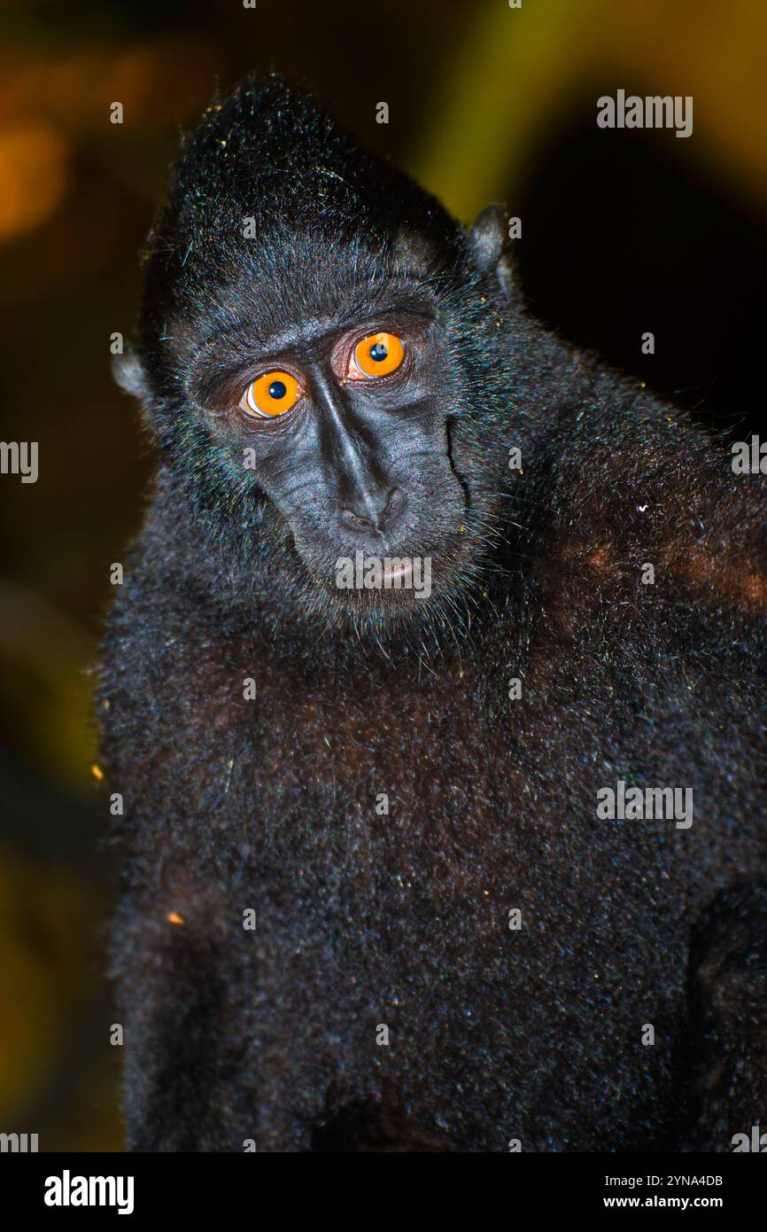 Macaque, Célébes macaque à crête, Macaque à crête noire, Macaca nigra, Réserve naturelle de Tangkoko, Nord Sulawesi, Indonésie, Asie Banque D'Images