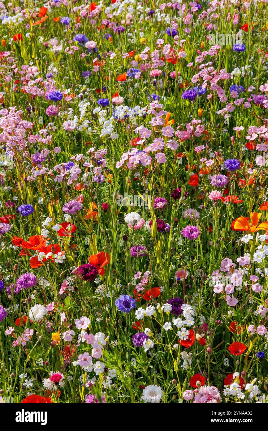 France, Ille et Vilaine, le Rheu, tapis de fleurs colorées dans un espace urbain Banque D'Images
