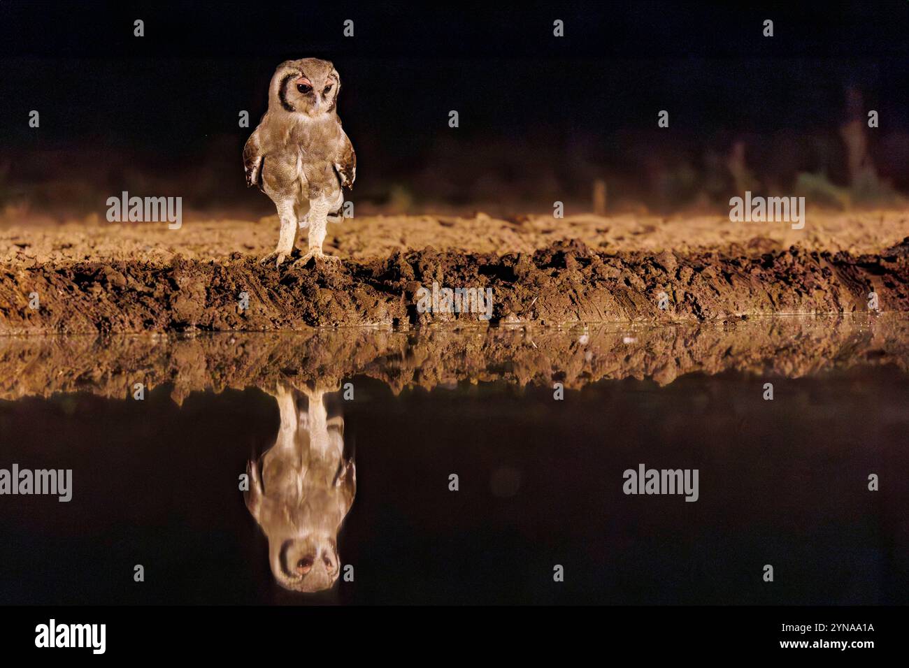 Kenya, Communauté de Shompole, Shompole Wilderness, aigle-hibou de Verreaux (Ketupa lactea), près d'un étang Banque D'Images