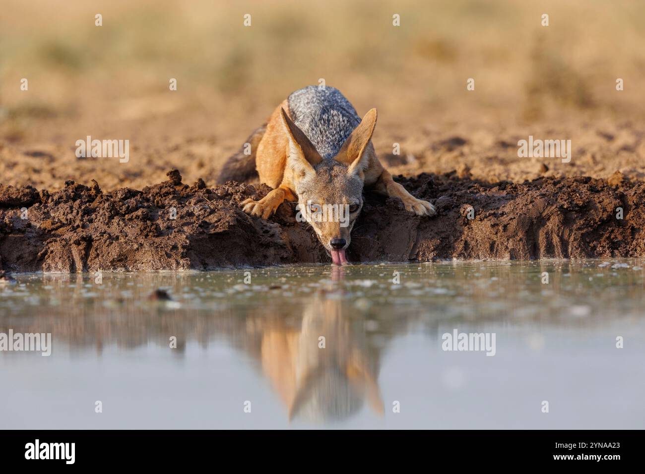 Kenya, Communauté de Shompole, Shompole Wilderness, chacal à dos noir (Lupulella mesomelas) buvant dans un étang Banque D'Images