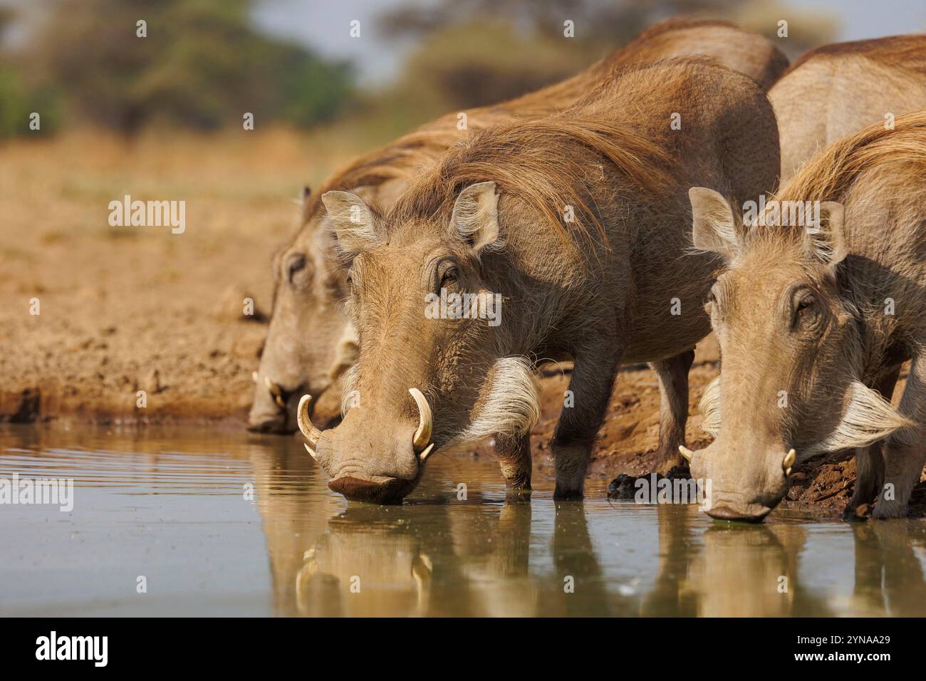 Kenya, Communauté de Shompole, Shompole Wilderness, phacochère (Phacochoerus africanus), en idrinking depuis un étang Banque D'Images