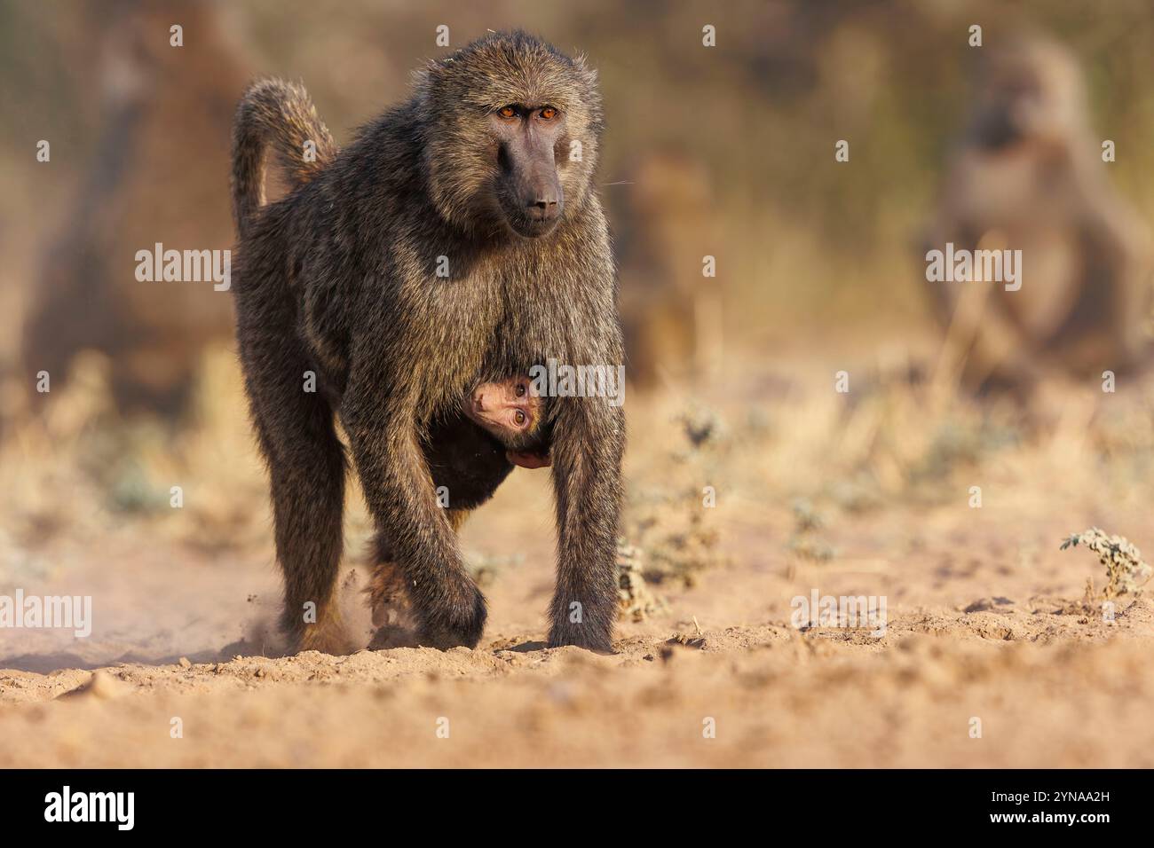 Kenya, Communauté de Shompole, Shompole Wilderness, babouin Olive (Papio anubis), dans la savane, bébé accroché au ventre de sa mère Banque D'Images