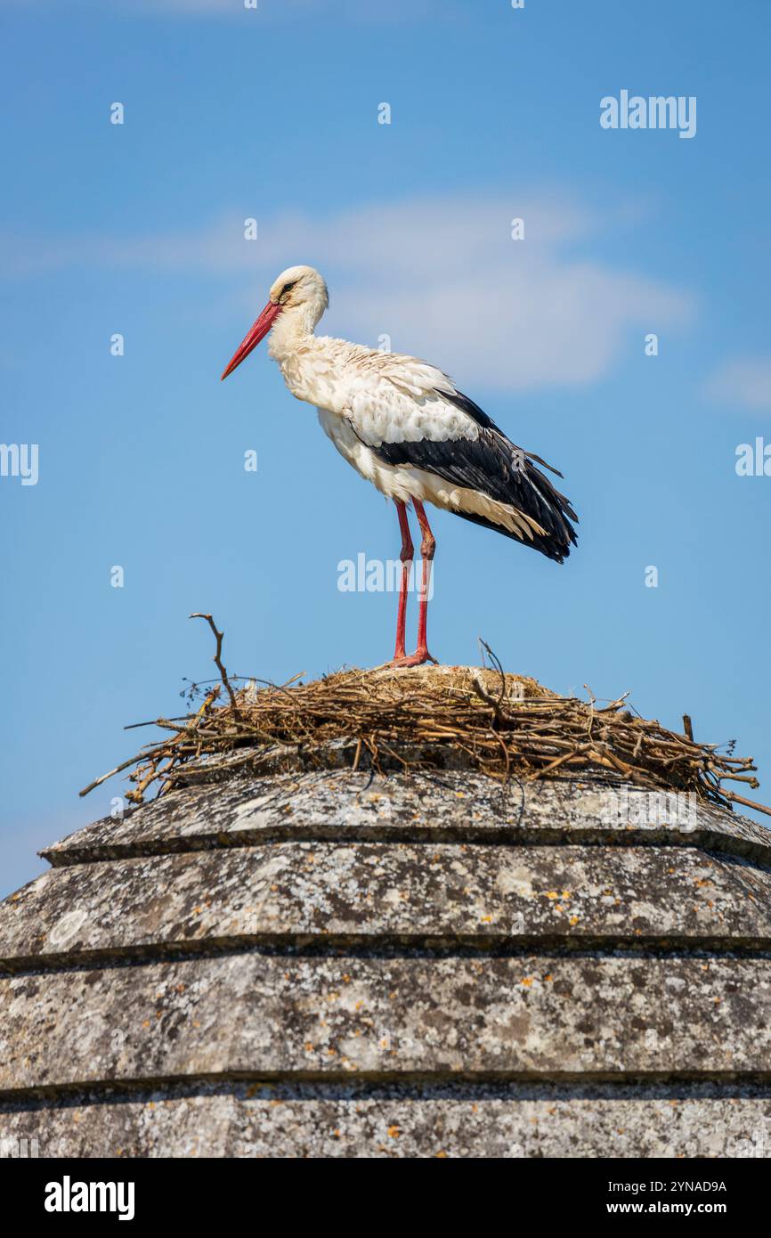 France, Charente-maritime, Saintonge, Brouage, labellisé les plus Beaux villages de France, une cigogne a établi son nid sur une tour des fortifications, les cigognes blanches (Ciconia ciconia) qui nichent depuis 1978 dans la région viennent en deuxième position après l'Alsace pour l'accueil des cigognes Banque D'Images