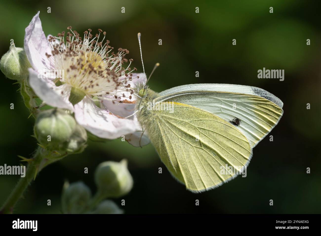 Un petit papillon blanc se nourrissant sur une fleur de buisson mûrier. Banque D'Images