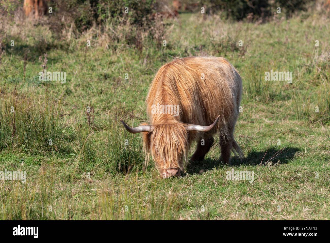 France, Picardie, Baie de Somme, à Saint Quentin en Tourmont, réserve naturelle de la Baie de Somme, le Parc Ornithologique du Marquenterre, les vaches Highland cattle écossais très apprécié dans les zones naturelles pour une gestion douce des ecopastoralism Banque D'Images