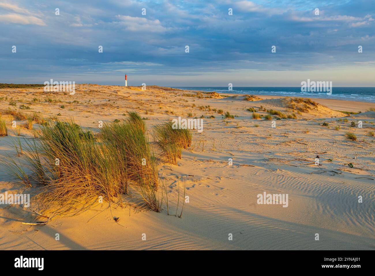 France, Charente-maritime, la Côte sauvage, la pointe de la Coubre, la Tremblade, les dunes de la plage du Vieux Phare et le phare de la Coubre au fond Banque D'Images