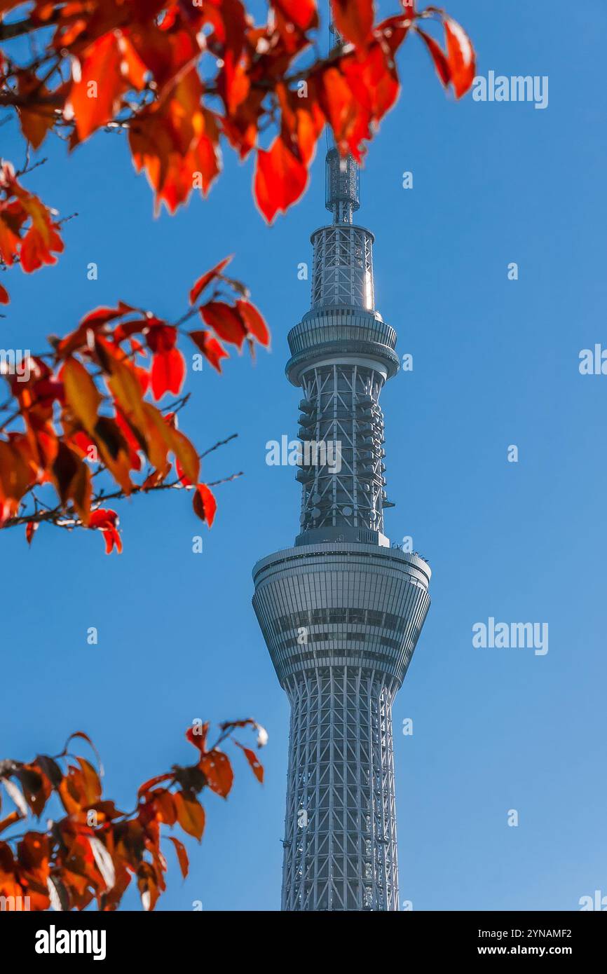 Automne à Tokyo. skytree emblématique avec des feuilles rouges d'automne cerises Banque D'Images