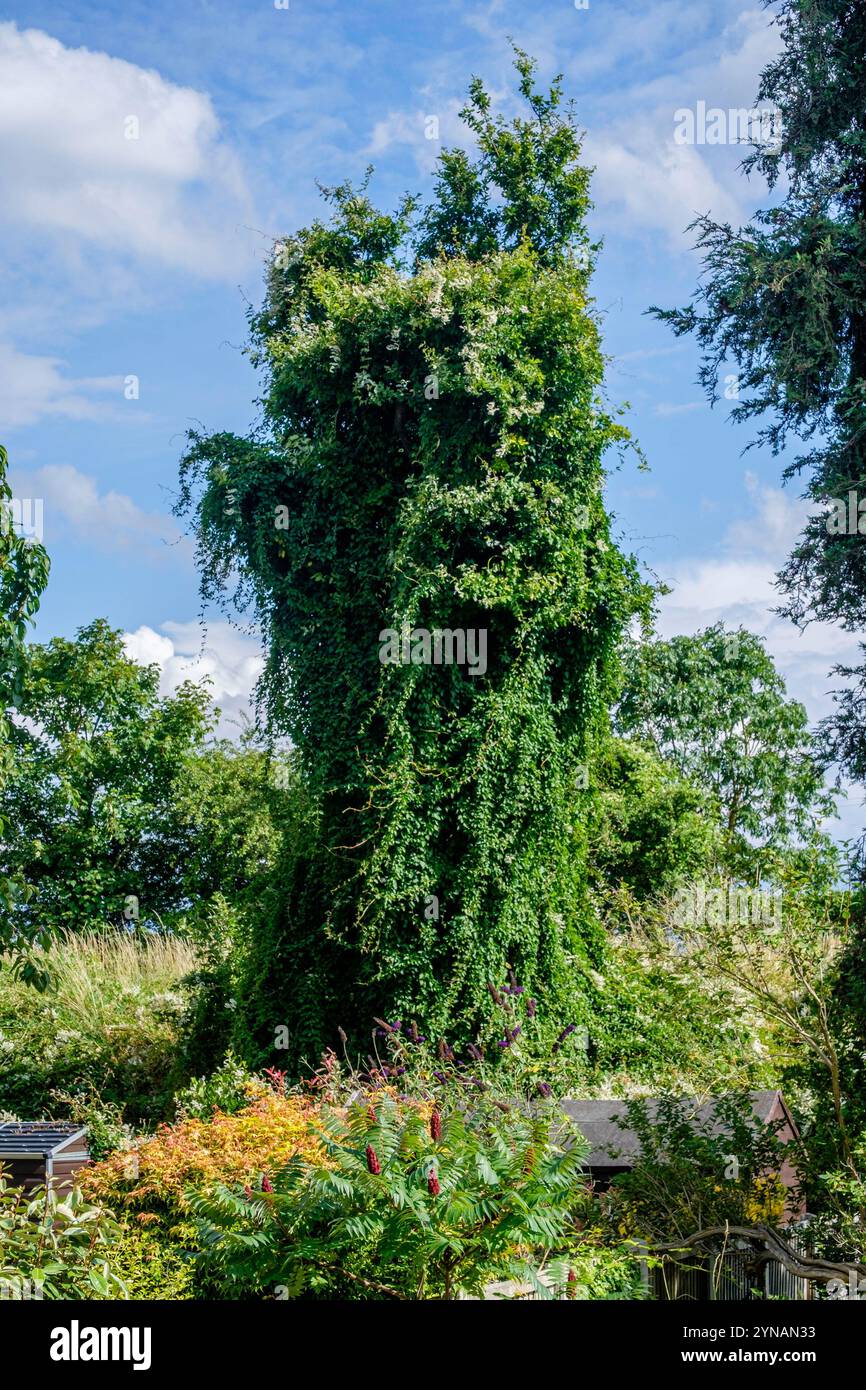 Arbre étouffé par la vigne russe (Fallopia baldschuanica) sur un remblai ferroviaire, Londres, Royaume-Uni Banque D'Images