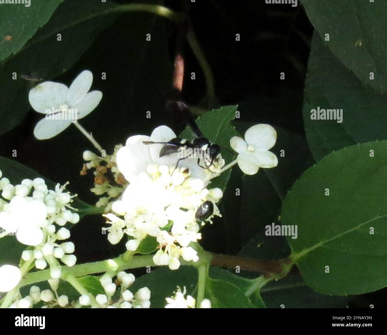 Guêpe de maçon à quatre dents (Monobia quadridens) Banque D'Images