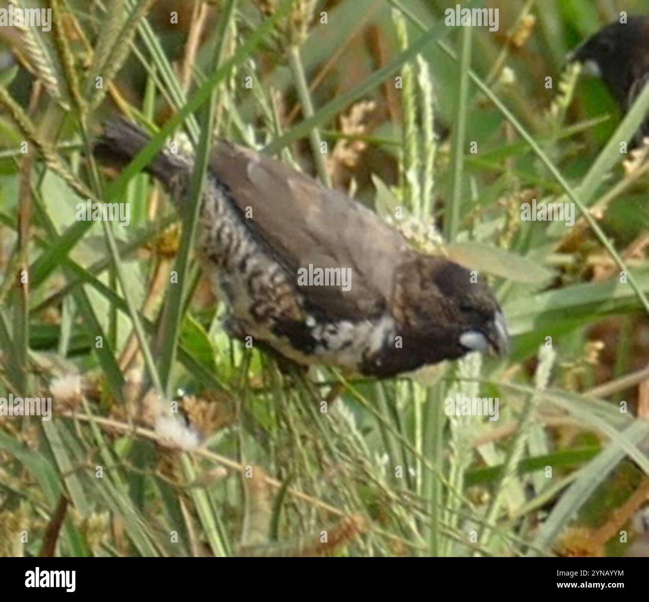 Mannikin en bronze (Spermestes cucullata) Banque D'Images