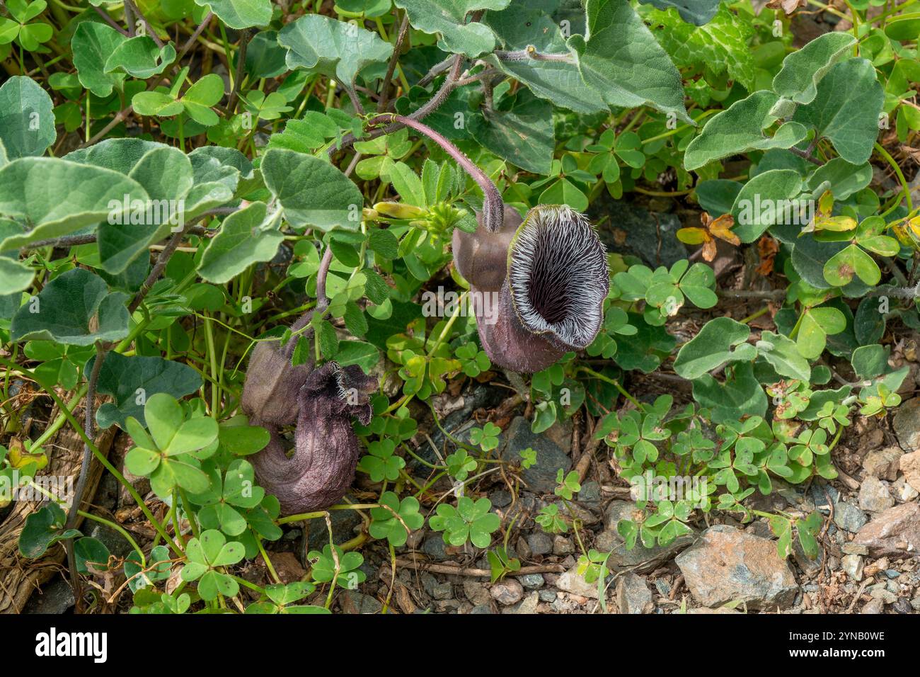 La plante de naissance crétoise alias plante de pipe néerlandaise (Aristolochia cretica) poussant dans une gorge rocheuse calcaire, Crète, Grèce. En avril. Aristolochia cretica est Banque D'Images