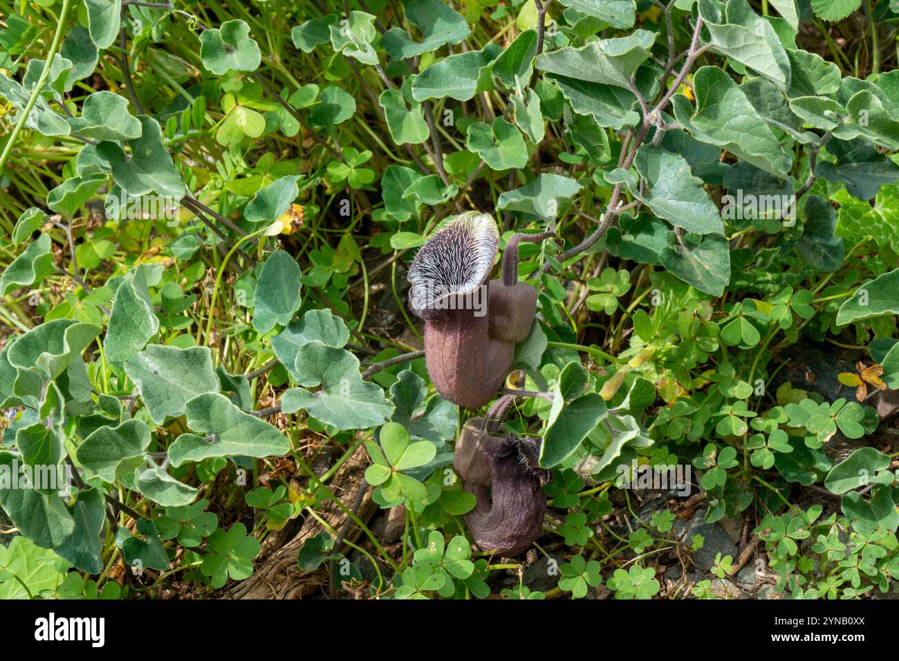 La plante de naissance crétoise alias plante de pipe néerlandaise (Aristolochia cretica) poussant dans une gorge rocheuse calcaire, Crète, Grèce. En avril. Aristolochia cretica est Banque D'Images