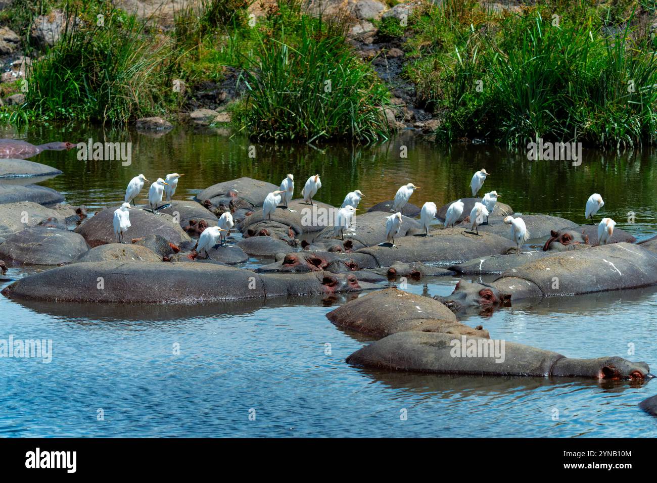Hippopotame (Hippopotamus amphibius) dans un trou d'eau. Bien que ces animaux soient grégaires et vivent souvent en grands groupes, ils ne sont pas très sociables Banque D'Images